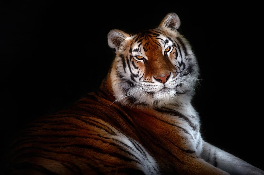 Majestic Tiger Gaze by Santiago Pascual Buye — canvas wall art