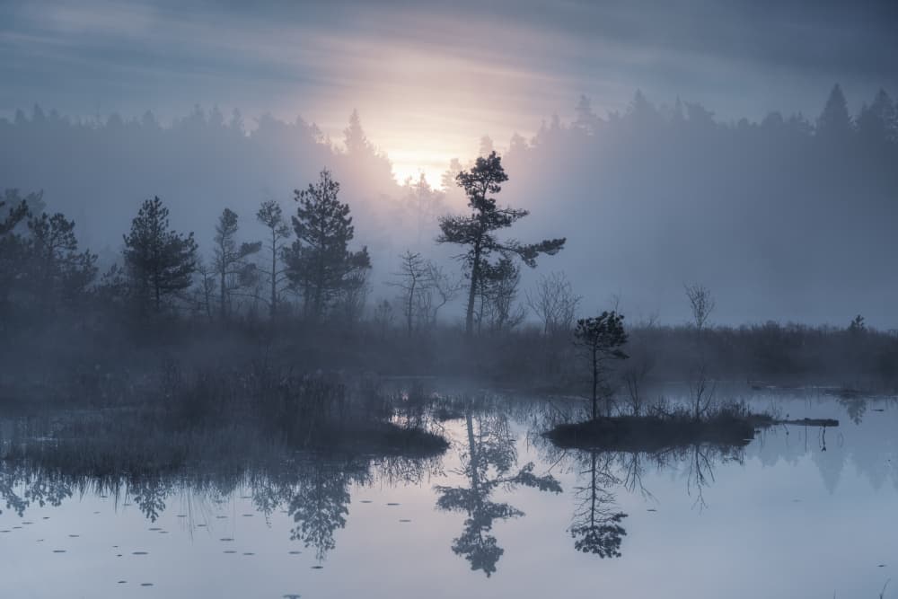 Misty Forest Sunrise by Benny Pettersson — canvas wall art