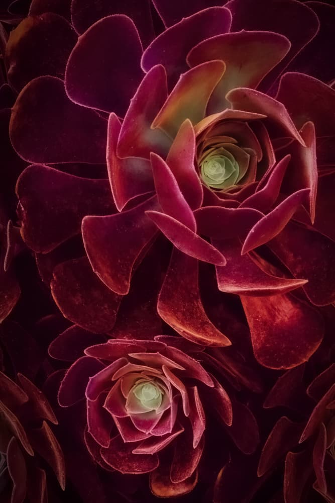 Rich Burgundy Succulent by Cicek Kiral — canvas wall art