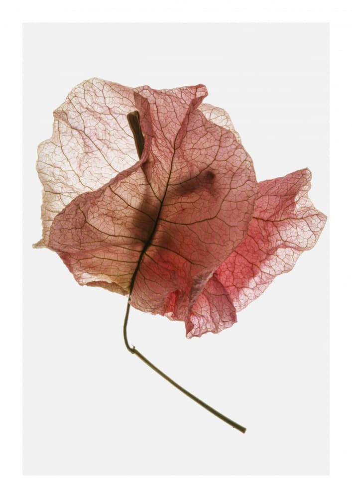 Delicate Petal Veins by Shot by Clint — canvas wall art