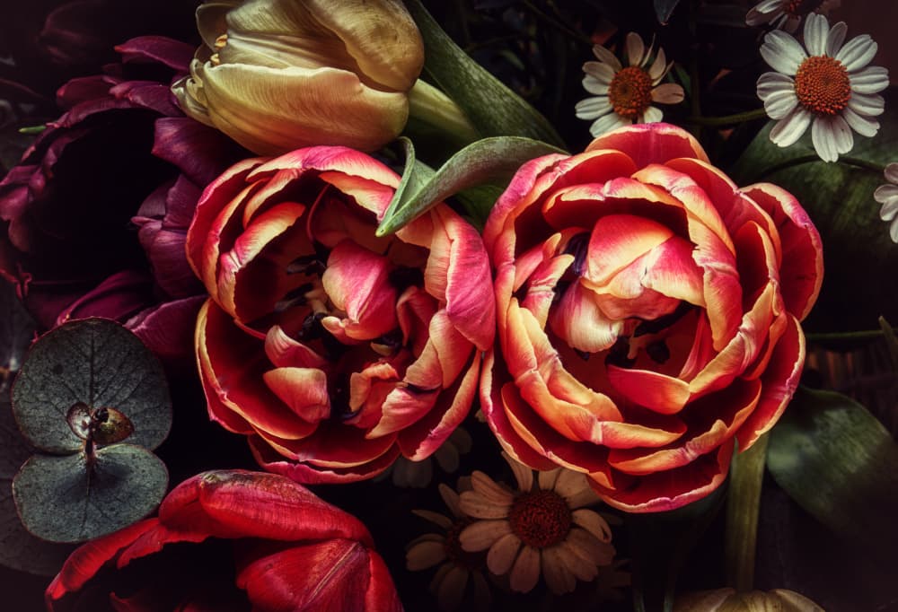 Rich Red Tulips by Secundino Losada — canvas wall art