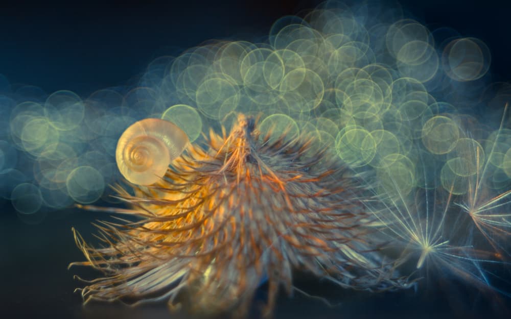 Golden Snail Dreams by Shihya Kowatari — canvas wall art