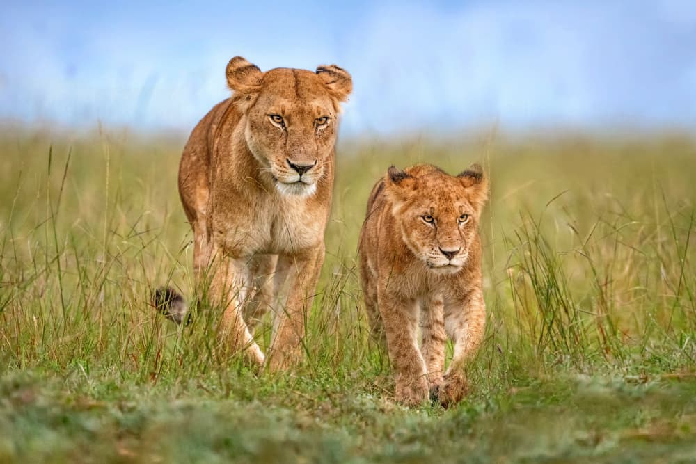 African Lion Family by Xavier Ortega — canvas wall art