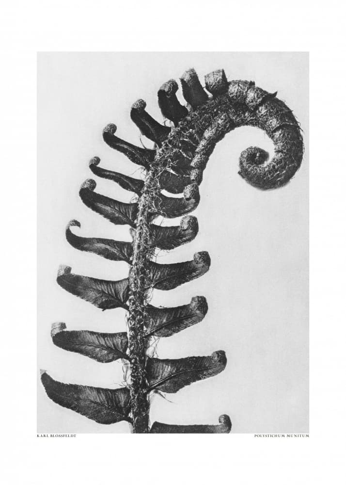 Polystichum Munitum by Karl Blossfeldt — canvas wall art