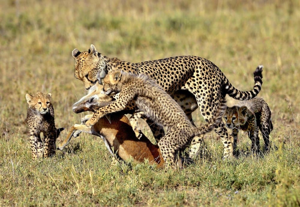 Cheetah Family Hunt by Giuseppe DAmico — canvas wall art