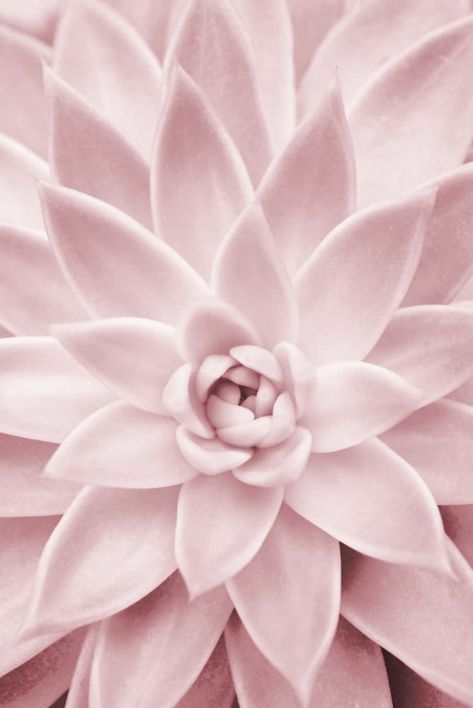 Pink Succulent by Kathrin Pienaar — canvas wall art