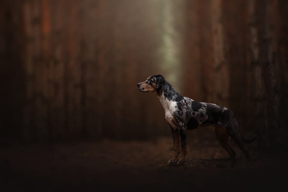 Majestic Dog Dark Woods by Ve Shandor — canvas wall art
