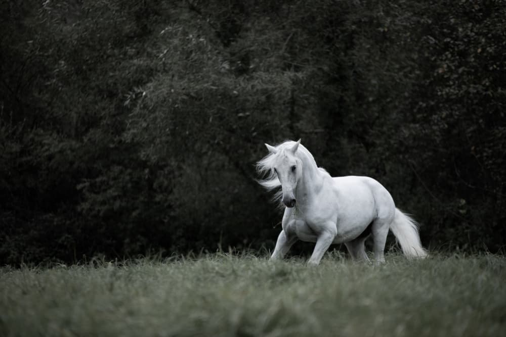 Majestic White Horse by Izabela Ciepła — canvas wall art