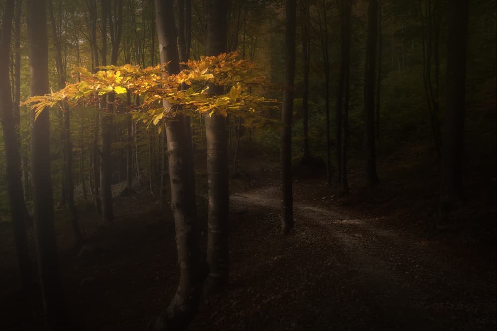 Autumn Forest Golden Glow by Filippo Manini — canvas wall art