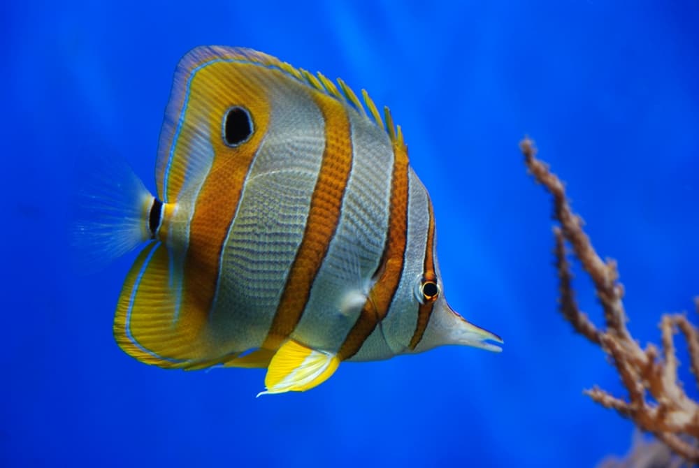 Vibrant Copperband Butterflyfish by Jan Lykke — canvas wall art