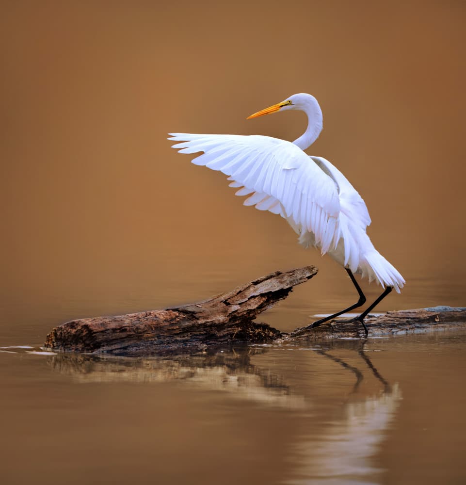 Elegant Egret Spreads Wings by Catherine Wang — canvas wall art