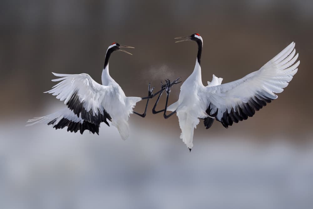 Dancing Winter Cranes by Qing Zhao — canvas wall art