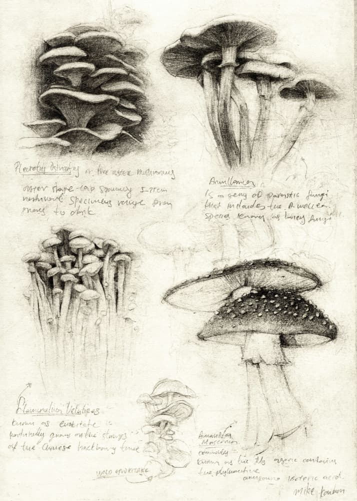 Various Botanical Mushrooms by Mike Koubou — canvas wall art