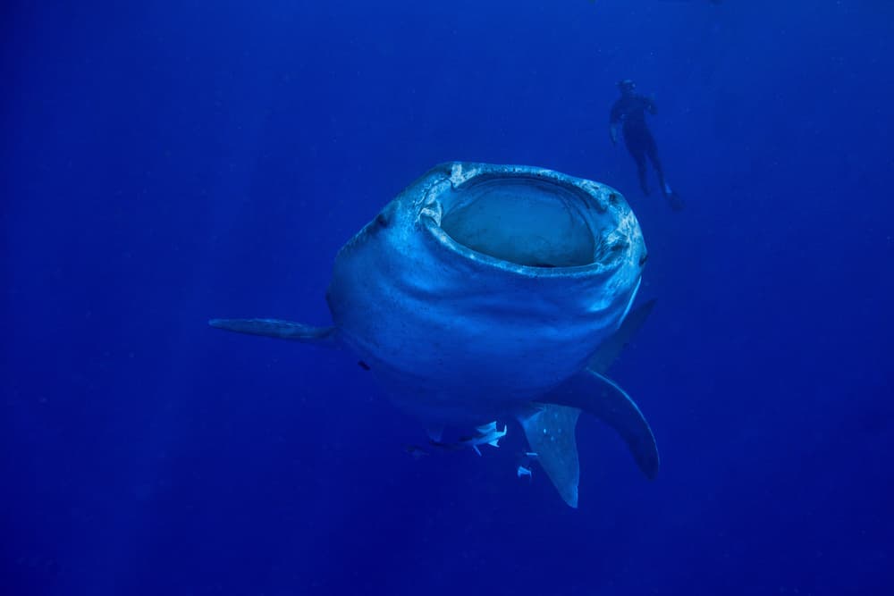 Whale Shark Encounter by Alessandro Catta — canvas wall art