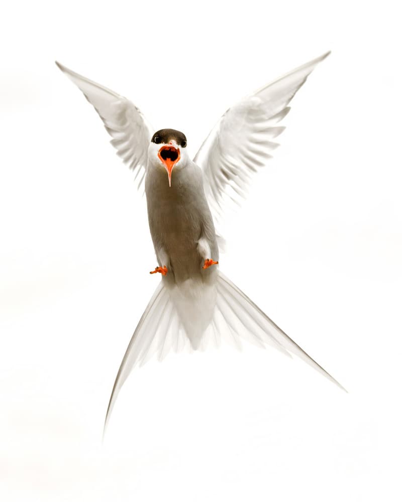 Screaming Arctic Tern by Mario Suárez — canvas wall art