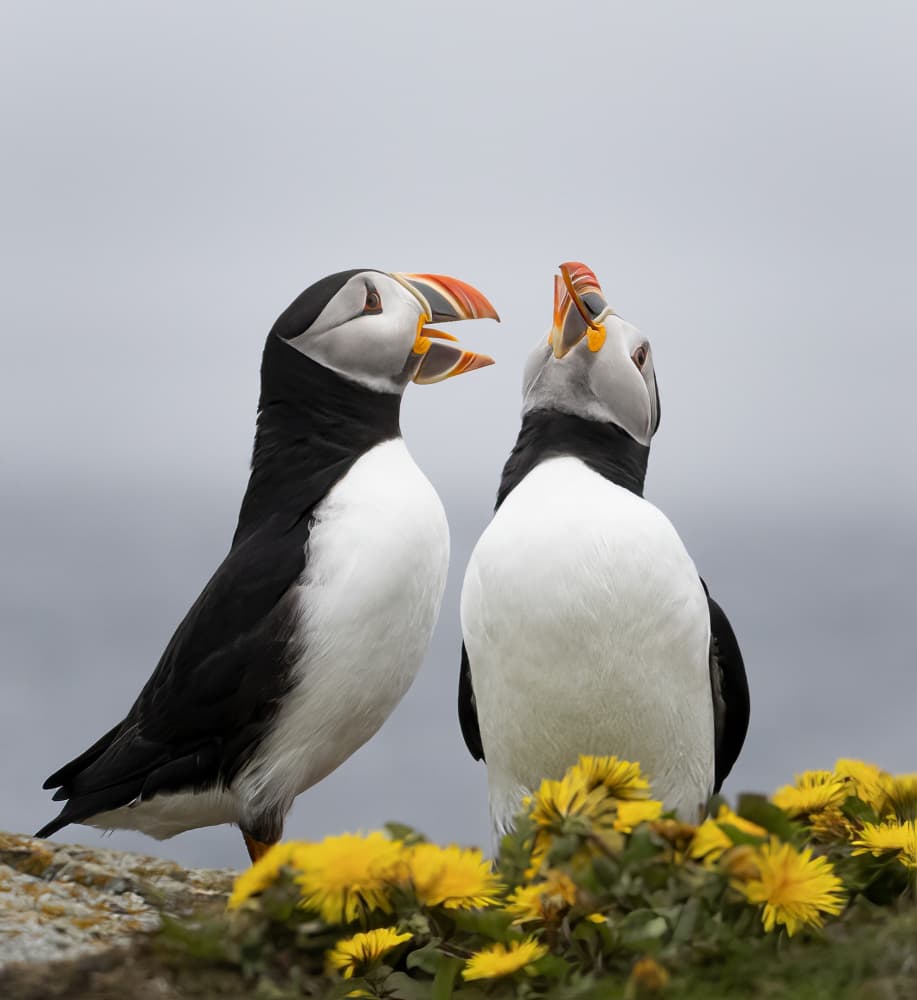 Expressive Puffin Pair by Molly Fu APA — canvas wall art