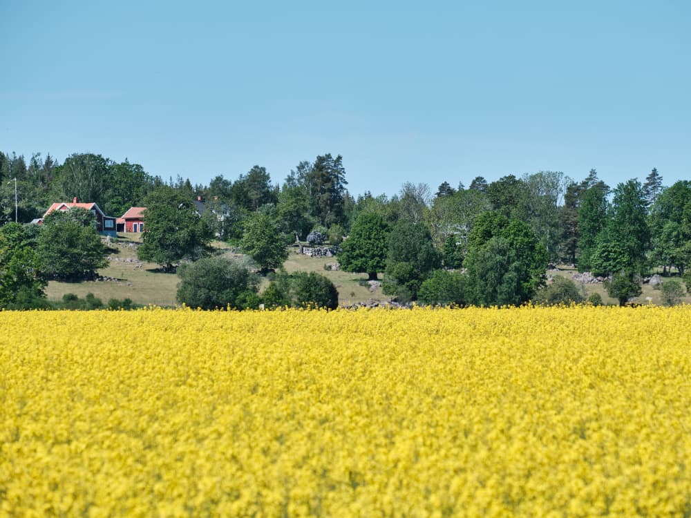 Golden Field Serenity by Geertjan Plooijer — canvas wall art