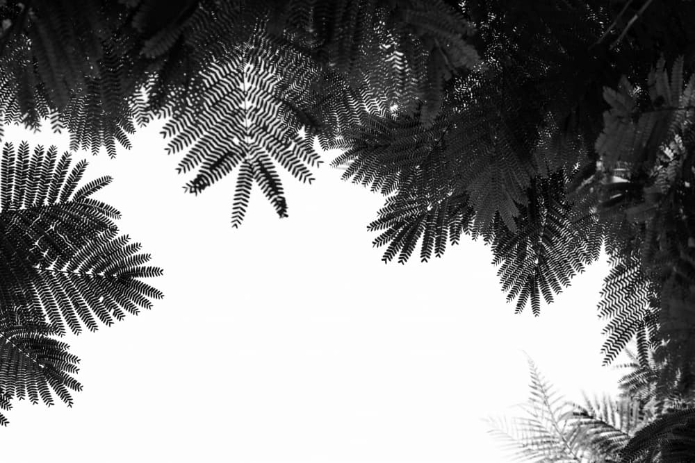 Serene Canopy Patterns by Tal Paz-Fridman — canvas wall art