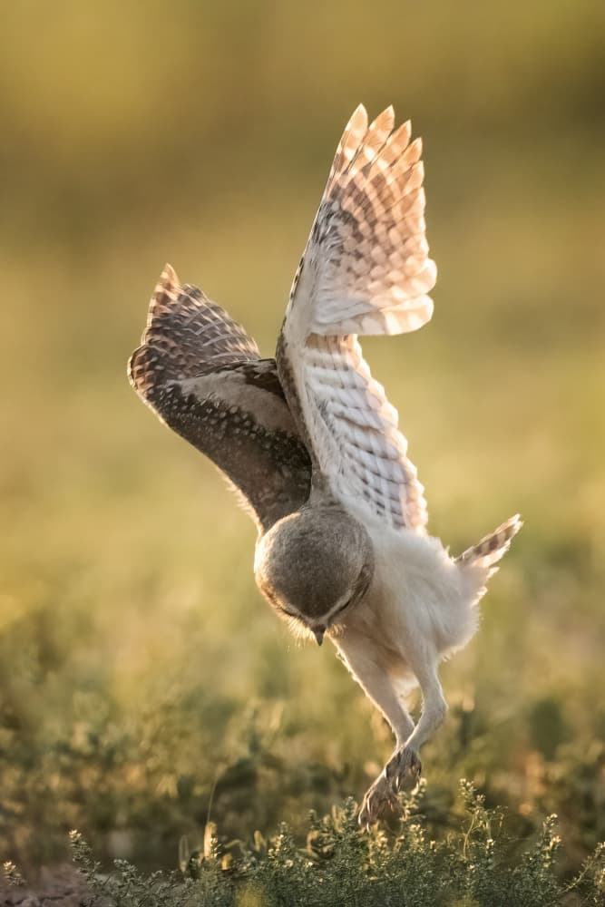 Golden Owl Landing by Ming Chen — canvas wall art