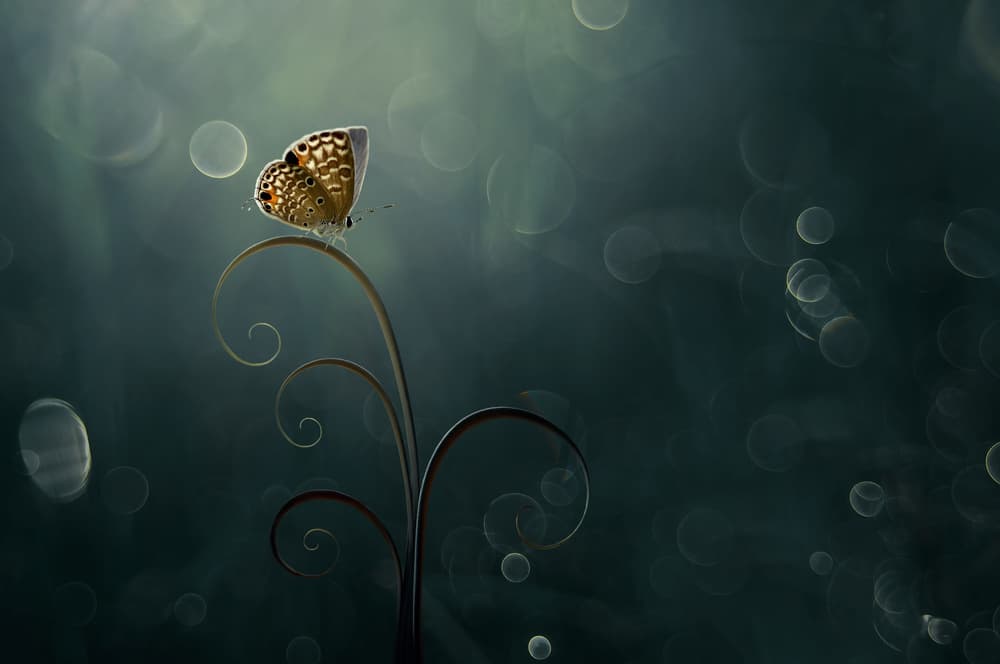 Serene Butterfly Glow by Edy Pamungkas — canvas wall art