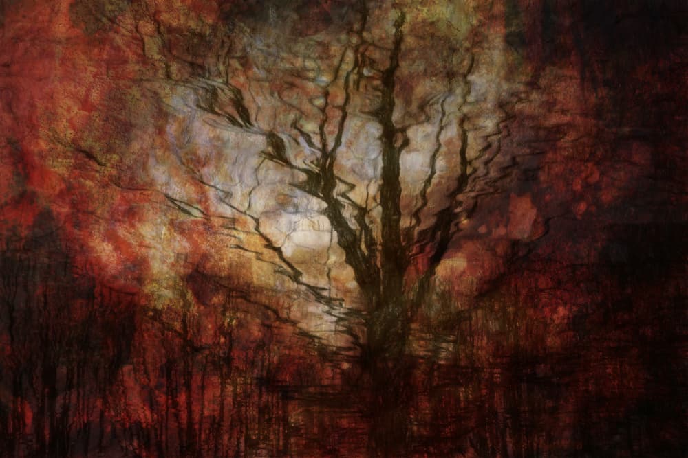 Autumn Dream Tree by brigitte van krimpen — canvas wall art