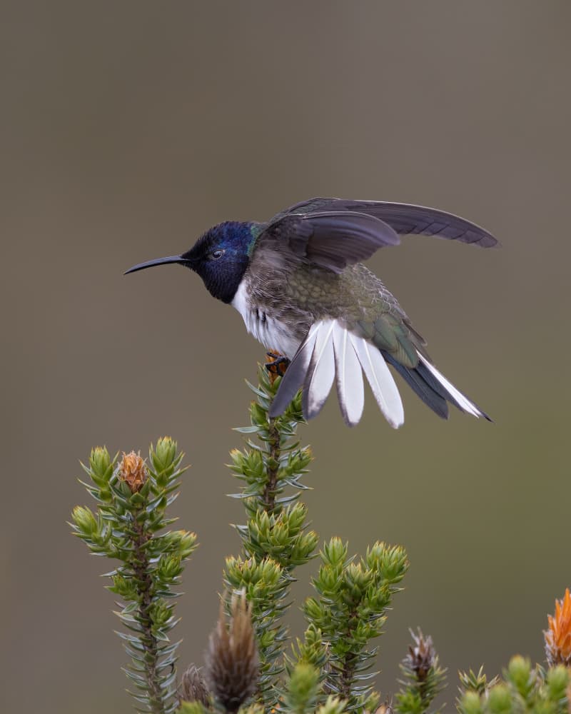 White Collared Hummingbird Perched by Bill Lu — canvas wall art
