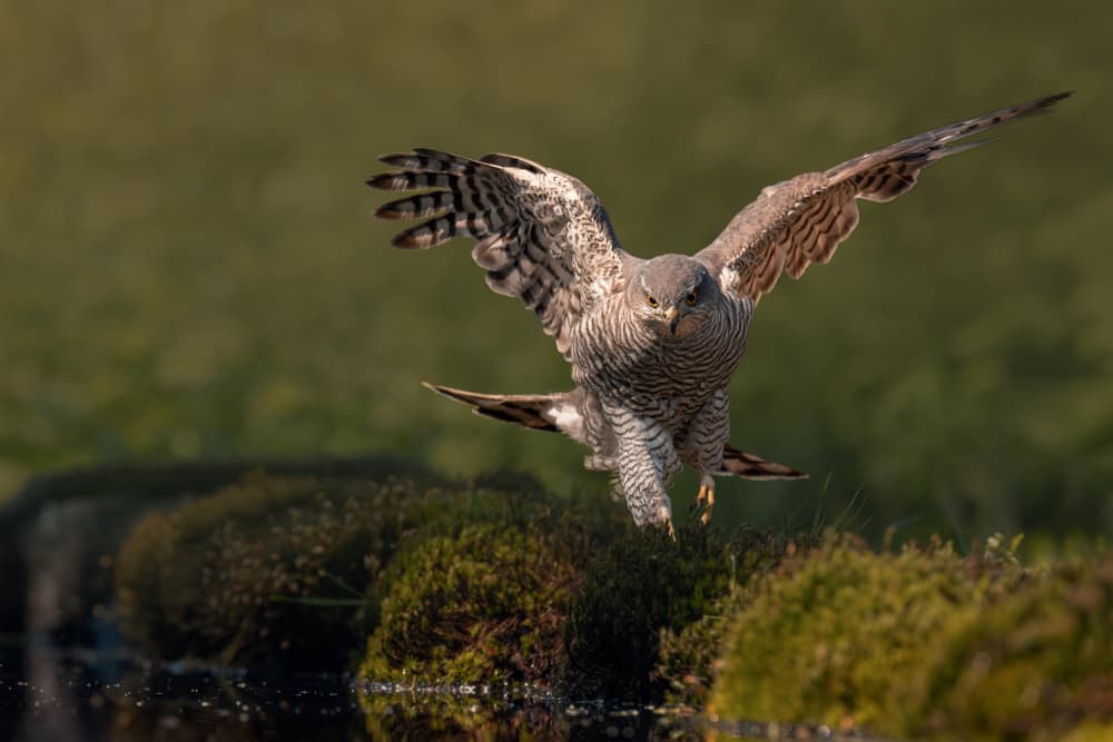 Majestic Hawk In Flight by Gert J ter Horst — canvas wall art