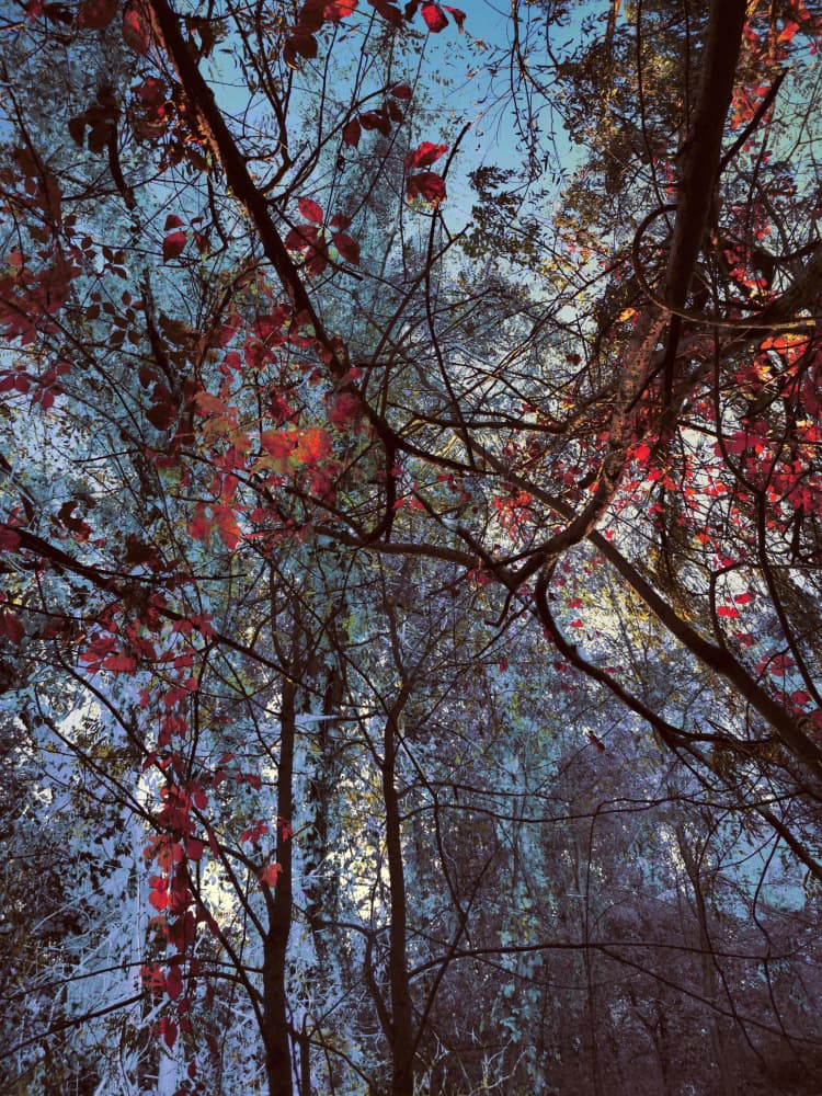 Vibrant Autumn Canopy by Angelo Cerantola — canvas wall art