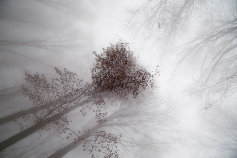Misty Forest Canopy by Ralitsa Byalkova — canvas wall art