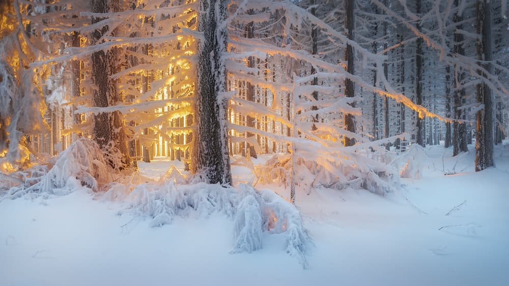 Golden Winter Forest by Burger Jochen — canvas wall art