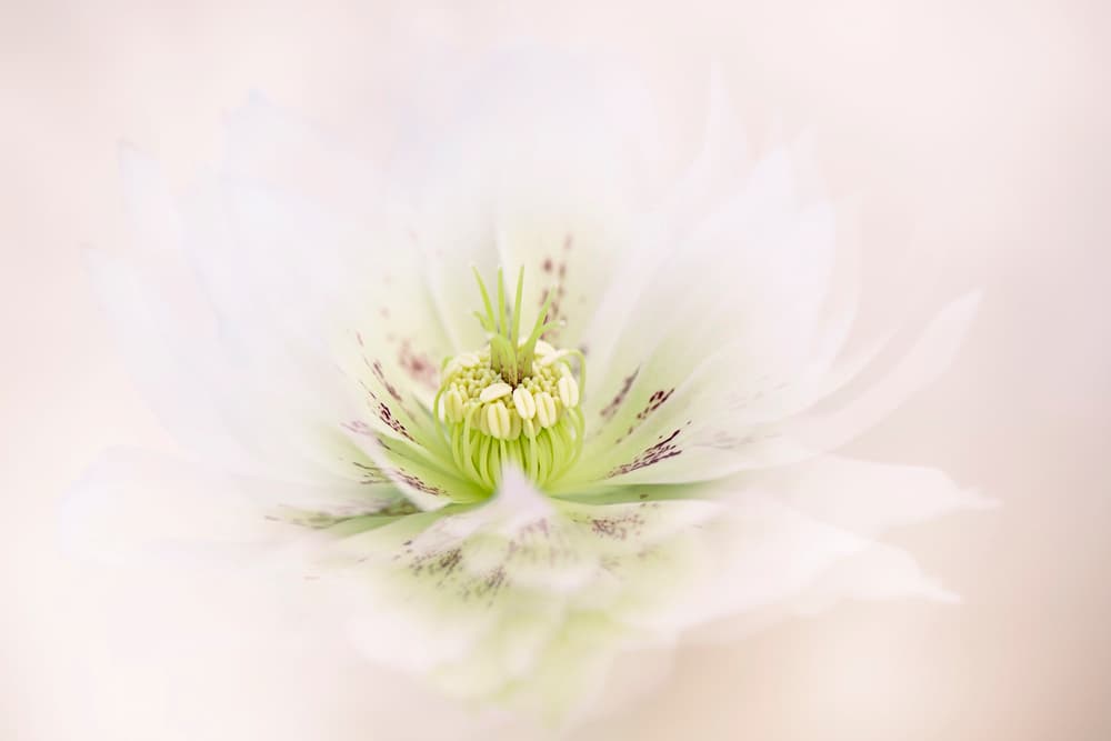 Delicate White Flower by Jacky Parker — canvas wall art