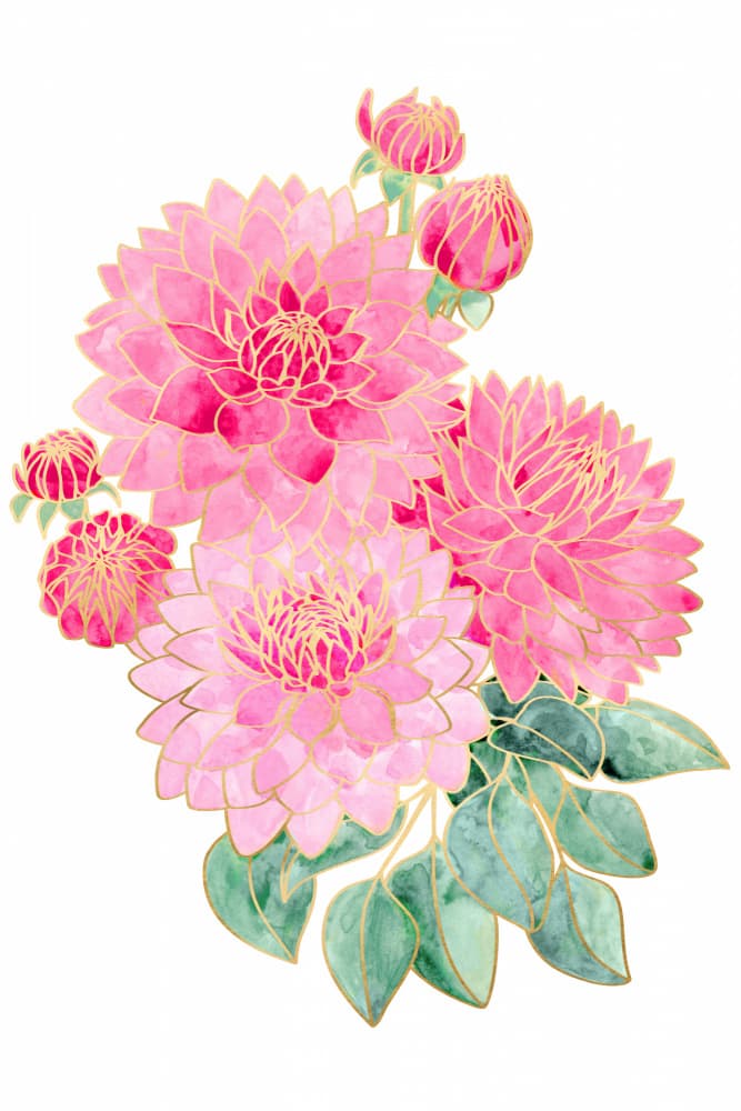 Pink Dahlia Blooms by Rosana Laiz Blursbyai — canvas wall art