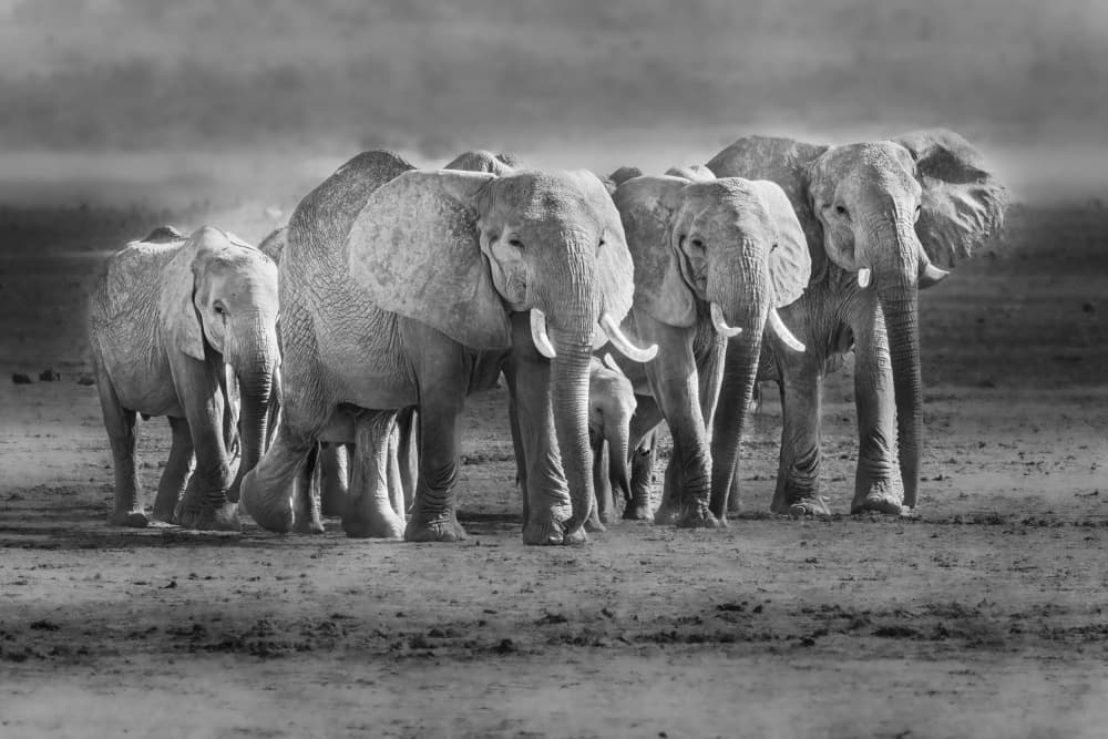 Majestic African Elephants by Jeffrey C. Sink — canvas wall art