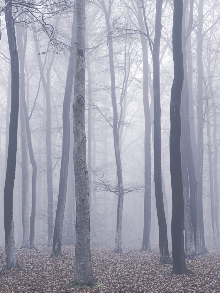 Ethereal Misty Forest by Maurice Mies — canvas wall art