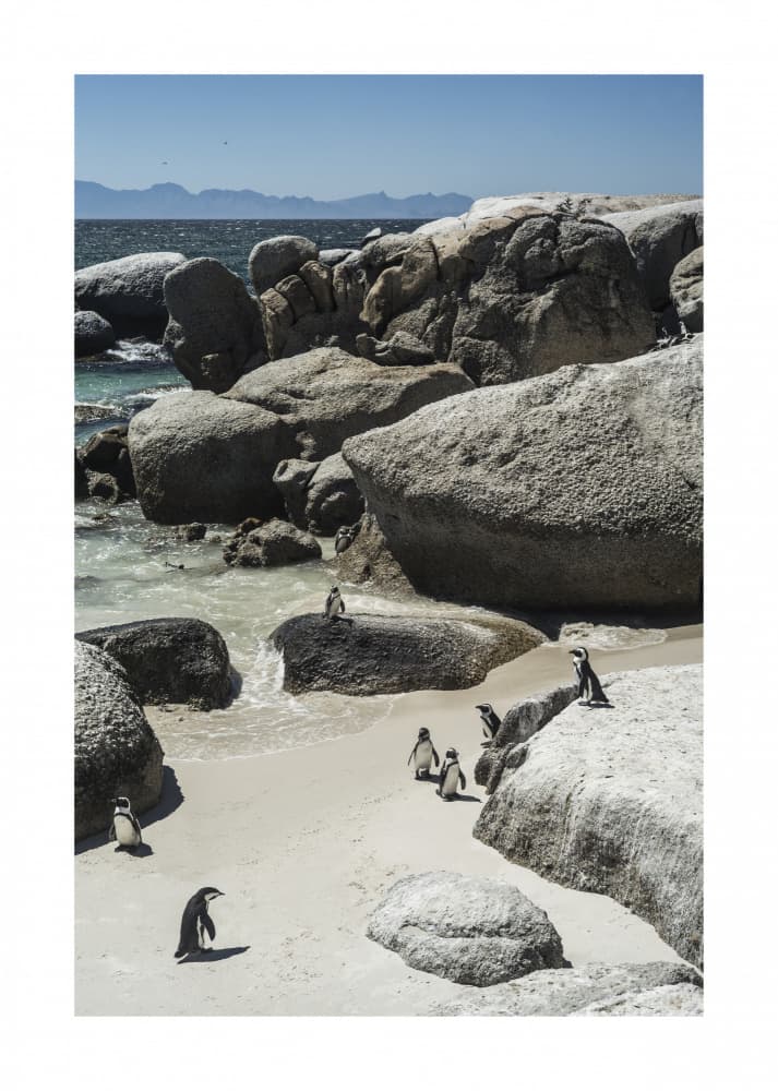 Penguins' Coastal Stroll by Shot by Clint — canvas wall art