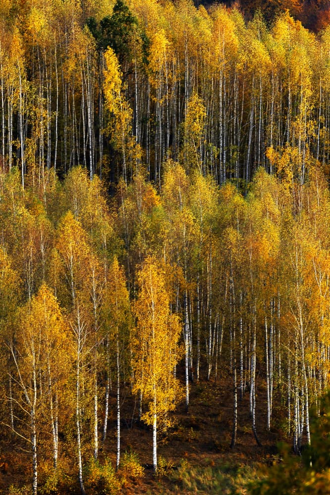 Golden Birch Forest by Sebastian Mastahac — canvas wall art