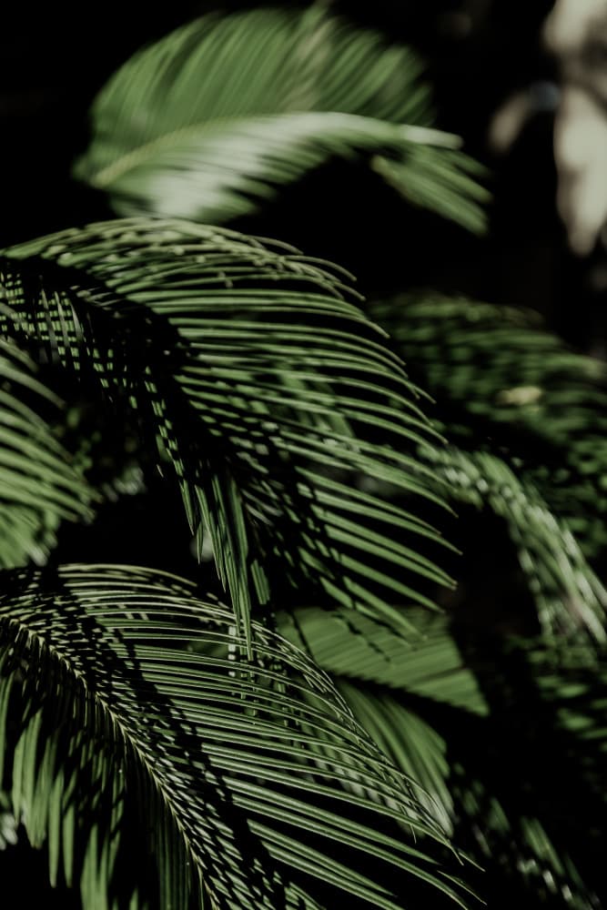 Botanical Dream by Mareike Böhmer — canvas wall art