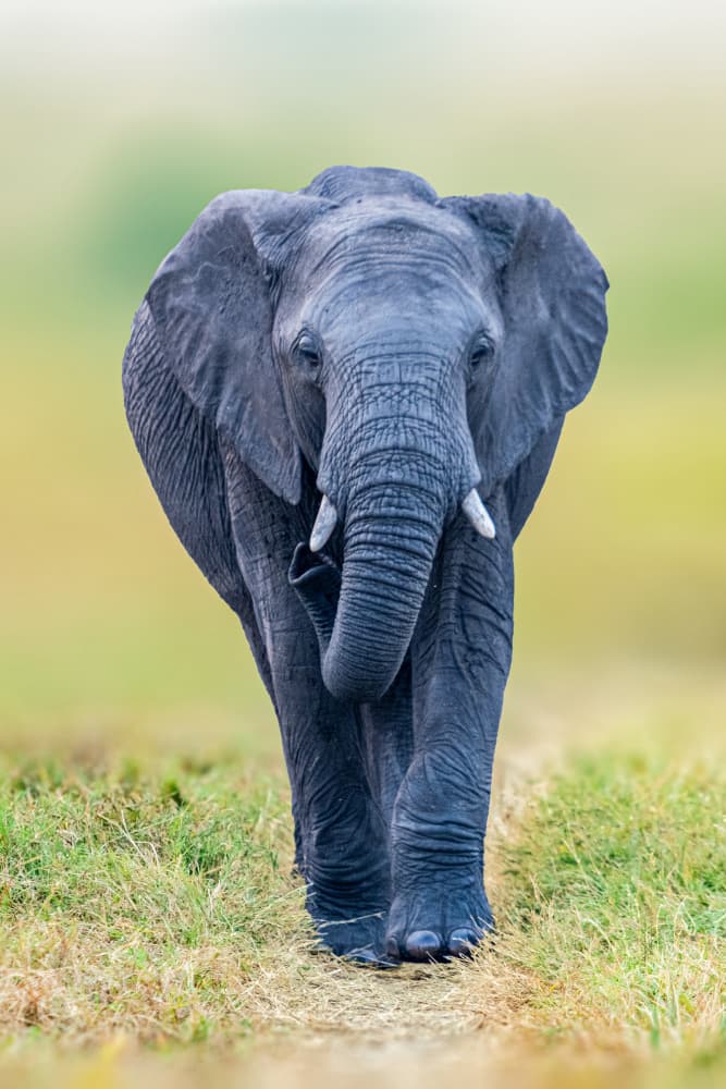 African Elephant Walk by Ahmed Elsheshtawy — canvas wall art