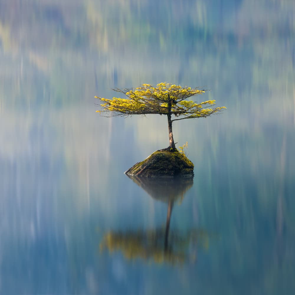 Lone Tree Reflection by Tony Xu — canvas wall art