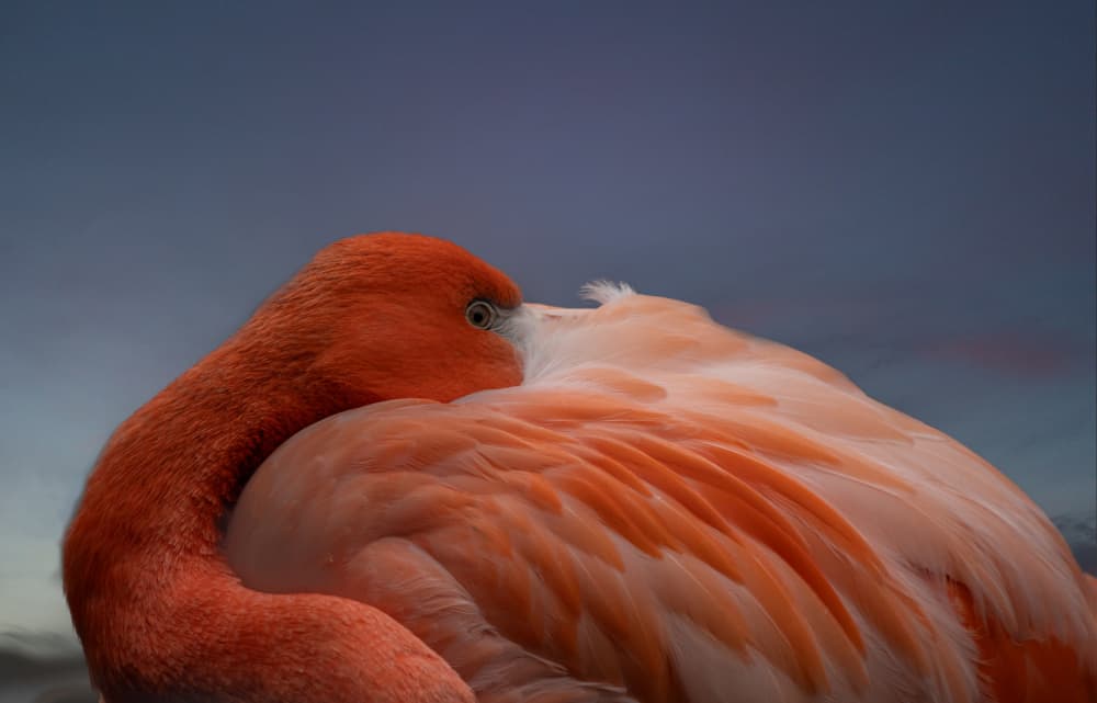 Tranquil Pink Flamingo by Fred Louwen — canvas wall art