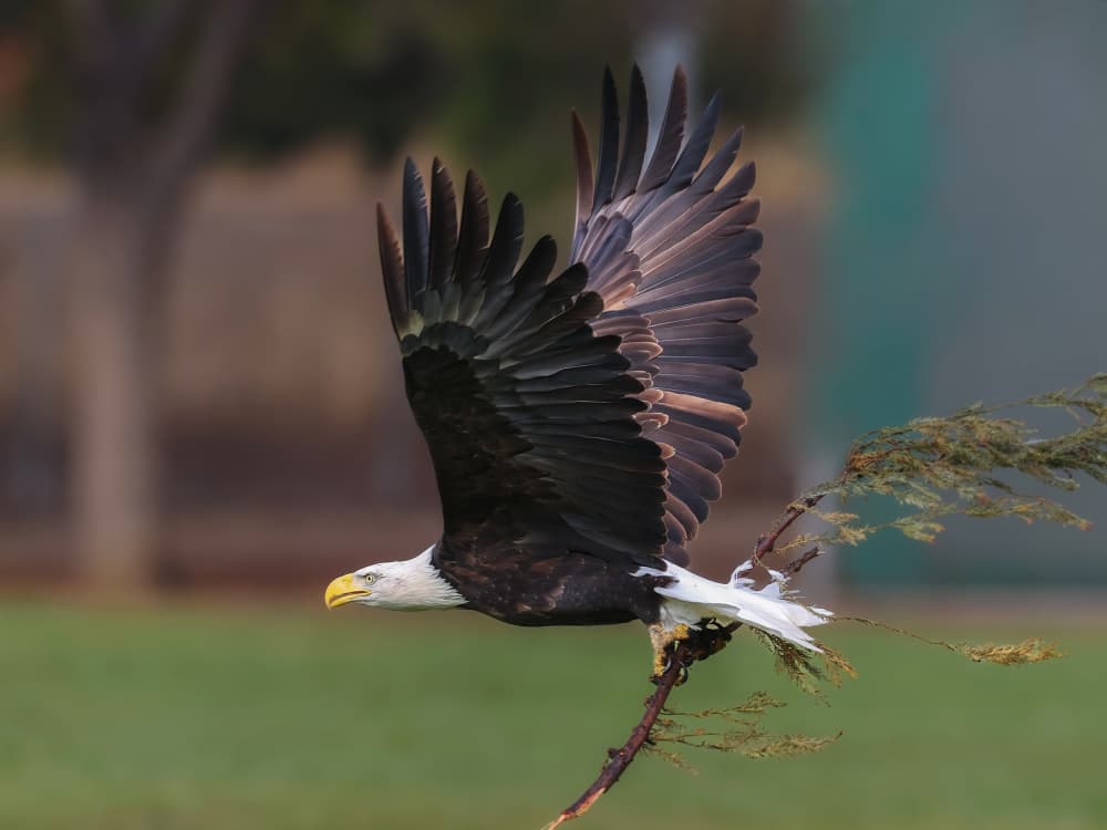 Majestic Eagle Takes Flight by Taksing (吉星高照) — canvas wall art