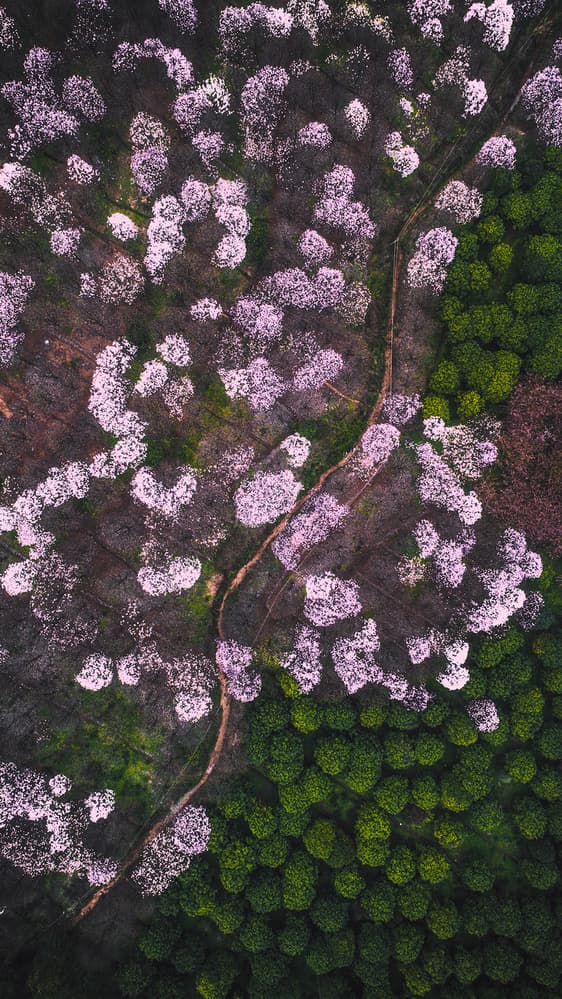 Winding Forest Blooms by TIANQI — canvas wall art