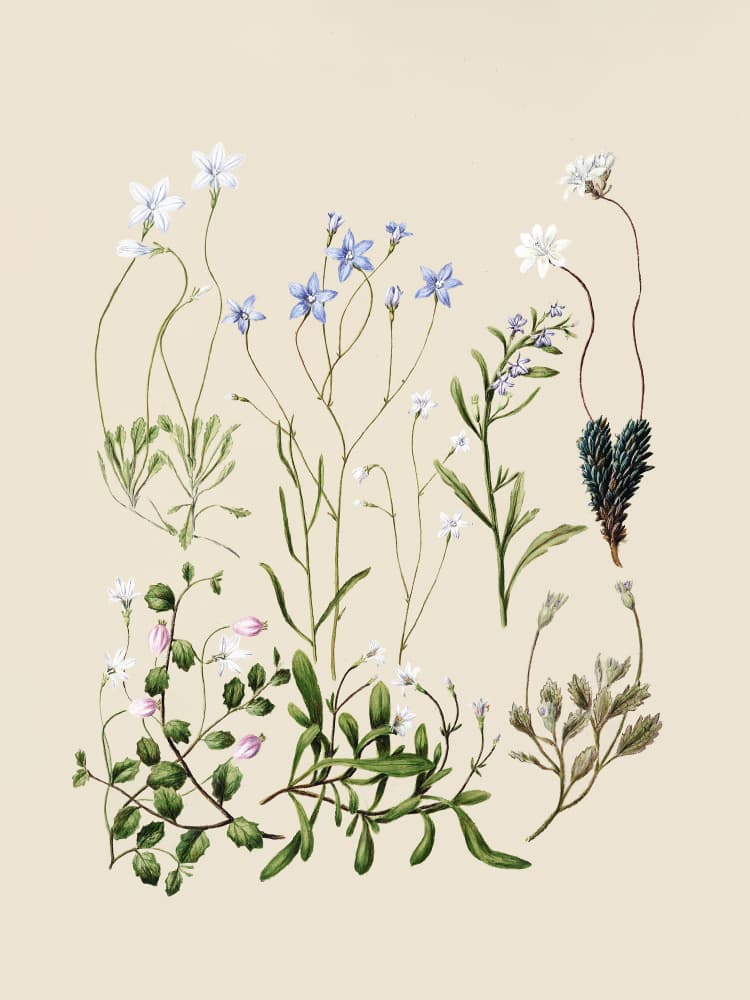 Wahlenbergias Drawn by Sarah Featon — canvas wall art