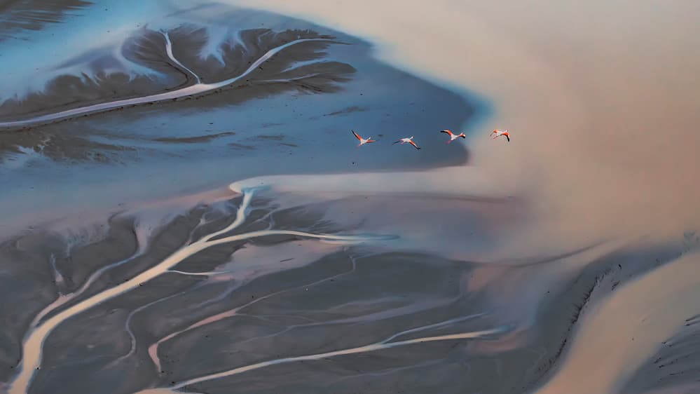 Flamingos Over Delta by Raymond Ren Rong Liu — canvas wall art