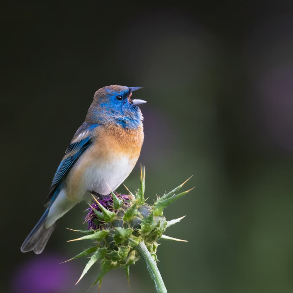 Singing Blue Bird on Thistle by Taksing (吉星高照) — canvas wall art