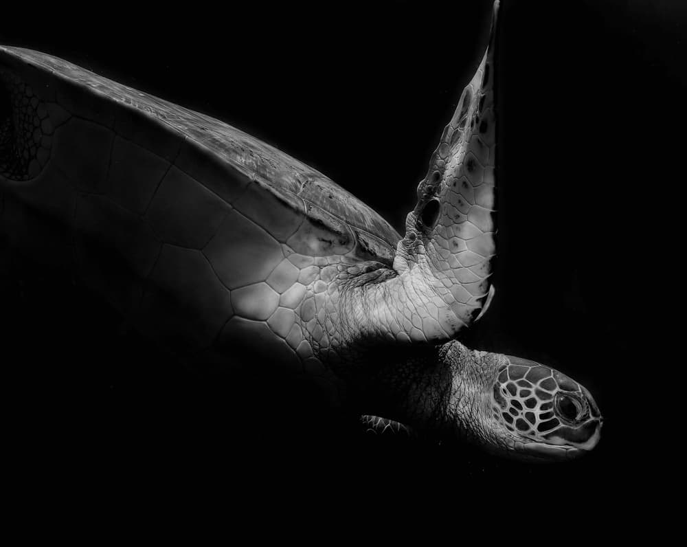 Graceful Sea Turtle Swim by Robin Wechsler — canvas wall art