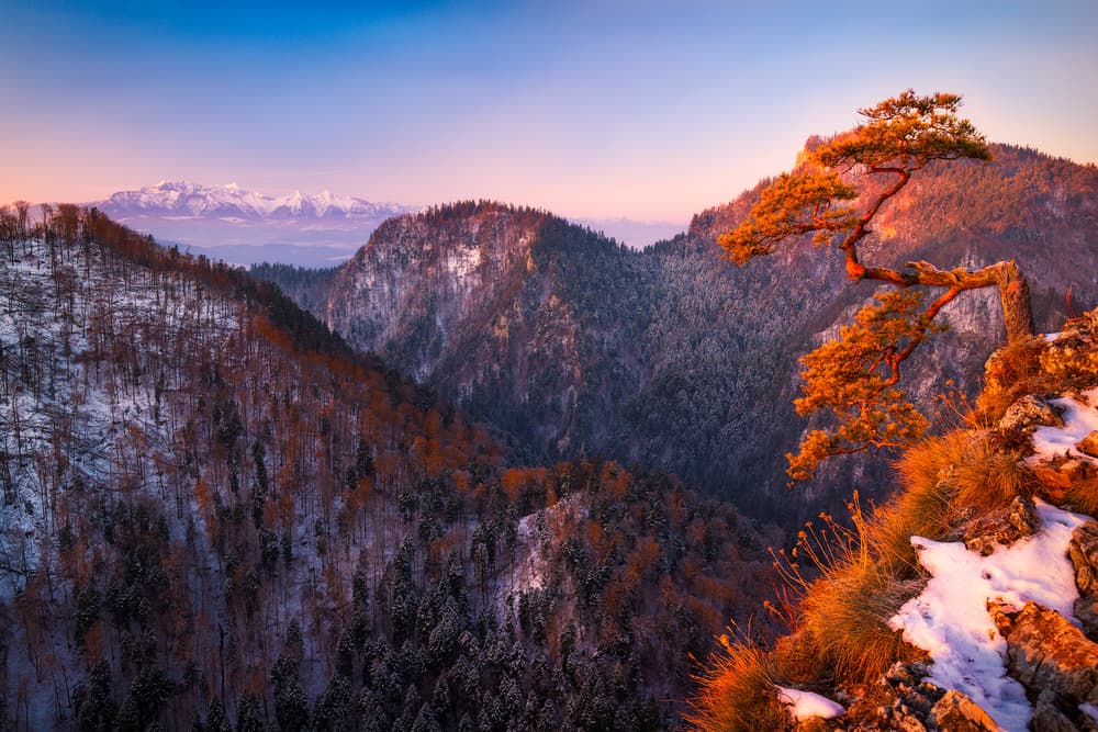 Golden Pine Winter Peaks by Krzysztof Mierzejewski — canvas wall art