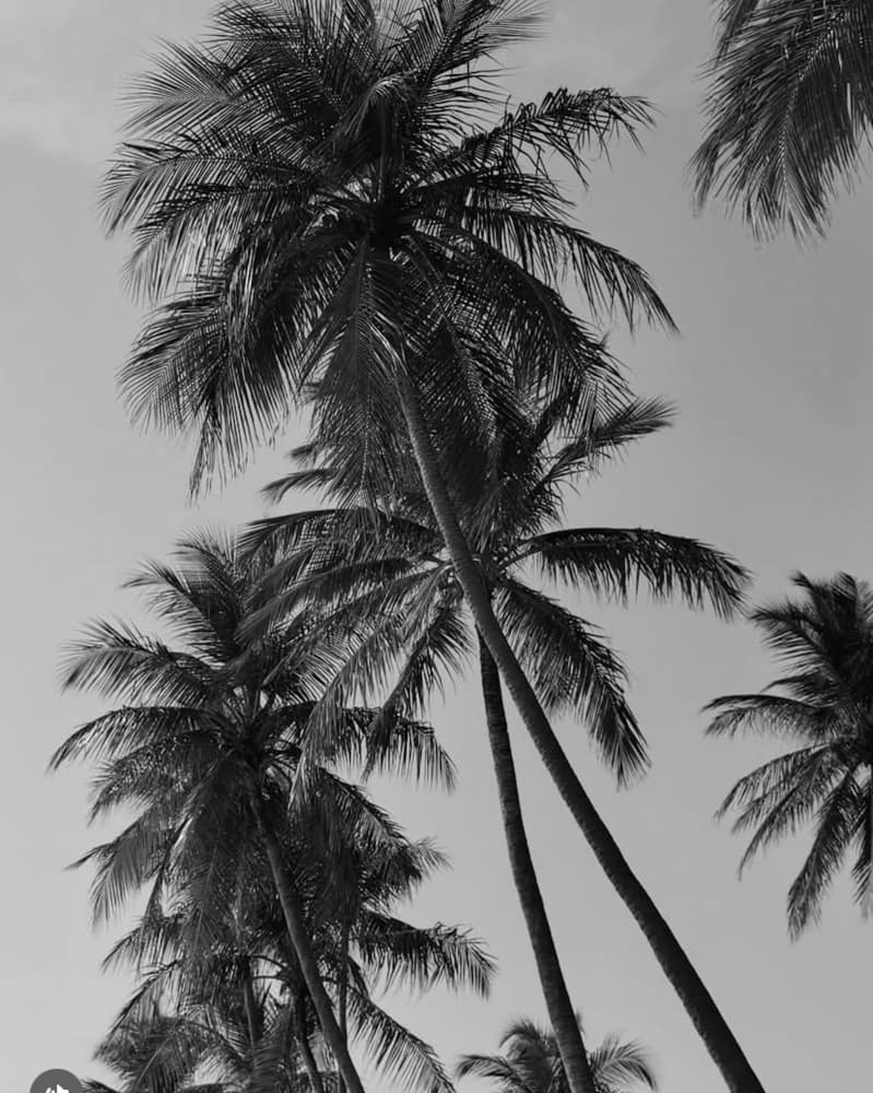 Tropical Sky Palm Trees by Ute Arnold — canvas wall art