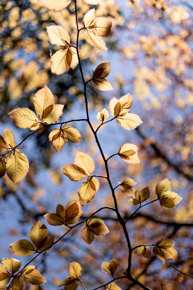 Golden Autumn Leaves by Mareike Böhmer — canvas wall art