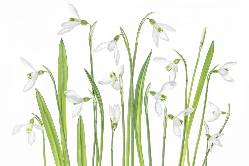 First Snowdrops by Mandy Disher — canvas wall art